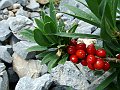 Thymelaceae - Daphne mezereum_1